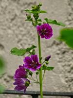 springflowers190-140530.jpg