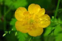 springflowers191-140530.jpg