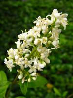 springflowers193-140530.jpg
