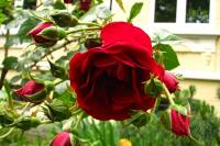 springflowers195-140530.jpg
