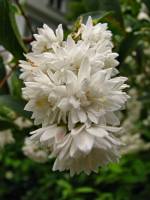 springflowers198-140530.jpg