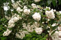 springflowers199-140530.jpg