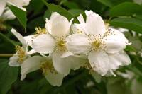 springflowers200-140530.jpg