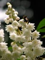 springflowers201-140530.jpg