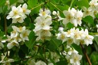 springflowers202-140530.jpg