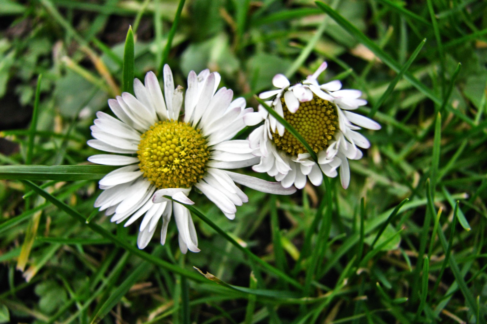 springflowers015-140211.jpg