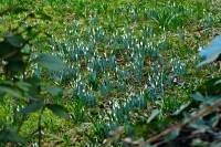 springflowers150212-01.jpg