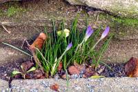 springflowers150212-02.jpg