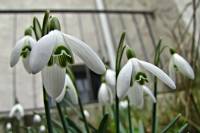 springflowers150226-01.jpg