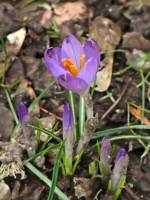 springflowers150226-02.jpg