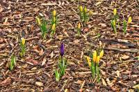 springflowers150304-03.jpg