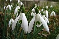 springflowers150306-01.jpg
