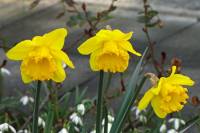 springflowers150310-02.jpg