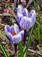 springflowers150312-01.jpg
