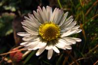 springflowers150318-04.jpg