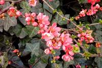 springflowers150324-01.jpg