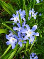springflowers150331-01.jpg