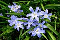 springflowers150331-02.jpg