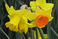 springflowers150331-03.jpg