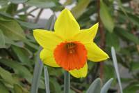 springflowers150331-04.jpg
