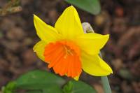 springflowers150331-05.jpg