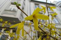 springflowers150331-06.jpg