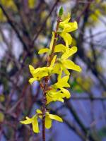 springflowers150331-07.jpg
