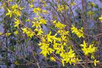 springflowers150331-08.jpg