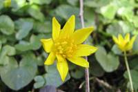 springflowers150331-09.jpg