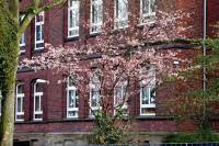 springflowers150401-01.jpg