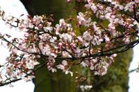 springflowers150401-03.jpg