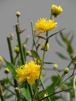 springflowers150407-01.jpg
