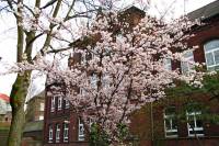 springflowers150407-02.jpg