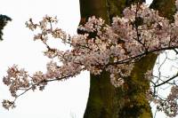 springflowers150407-03.jpg