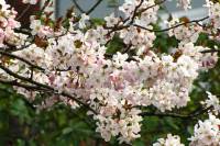 springflowers150407-04.jpg
