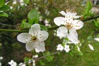 springflowers150408-01.jpg