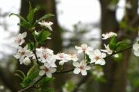 springflowers150408-02.jpg