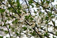 springflowers150408-03.jpg