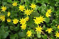 springflowers150408-04.jpg