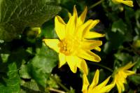 springflowers150408-05.jpg