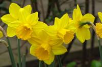 springflowers150408-06.jpg