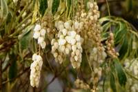 springflowers150408-07.jpg