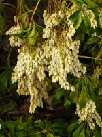 springflowers150408-08.jpg