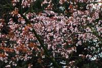 springflowers150408-09.jpg