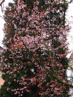 springflowers150408-10.jpg