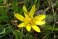 springflowers150408-11.jpg