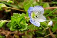 springflowers150408-12.jpg
