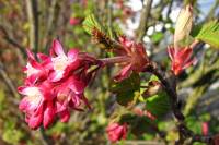springflowers150408-13.jpg