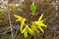 springflowers150408-14.jpg