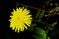 springflowers150414-03.jpg